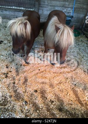 Deux poneys dans une écurie Banque D'Images