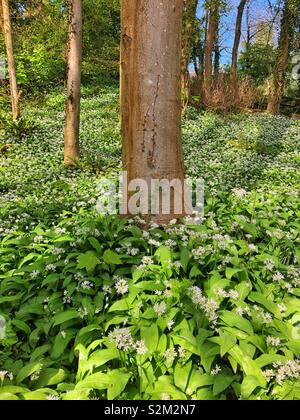 L'ail sauvage de plus en plus caduques, avril, dans le sud du Pays de Galles, Royaume-Uni. Banque D'Images