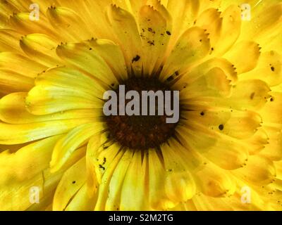 Gros plan plein cadre d'un jaune parfait daisy en pleine floraison. Banque D'Images