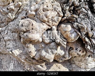 Textures noueuses noueux sur l'écorce des arbres, de la Suède, Scandinavie Banque D'Images