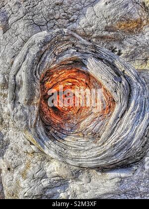 Trou de tronc d'arbre noueux close up, Suède, Scandinavie Banque D'Images