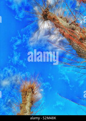 Voir d'arbres étêtés against blue sky, Sweden, Scandinavie. L'émondage est un système impliquant la suppression des branches supérieures d'un arbre, la promotion d'une tête de feuillage dense et branches Banque D'Images