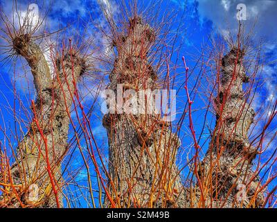 Voir d'arbres étêtés against blue sky, Sweden, Scandinavie. L'émondage est un système impliquant la suppression des branches supérieures d'un arbre, la promotion d'une tête de feuillage dense et branches Banque D'Images