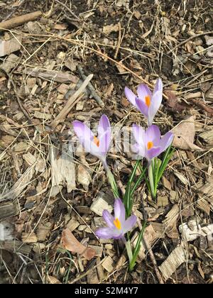 Purple crocus en fleurs. Le premier signe du printemps. Scarsdale, NY Banque D'Images