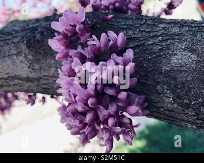 Arbre en fleur - lishui Banque D'Images