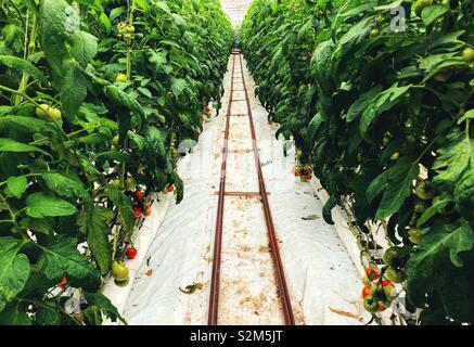 Des rangées de plants de tomates en serre de plus en plus Banque D'Images