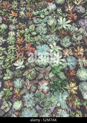 Les plantes succulentes Banque D'Images