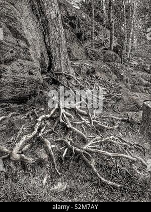 Les racines des arbres exposés au-dessus du sol, de la Suède, Scandinavie Banque D'Images