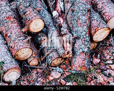 Extrémités sciées de grumes fraîchement coupé, la Suède, Scandinavie Banque D'Images