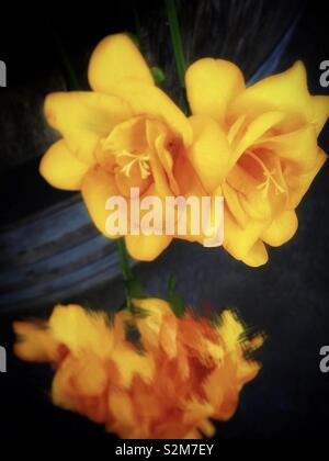 Le freesia jaune hybrida Klatt en pleine floraison. Banque D'Images
