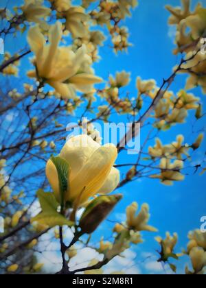 Close up de fleurs sur un arbre magnolia élisabéthain, printemps, Central Park, NYC, USA Banque D'Images