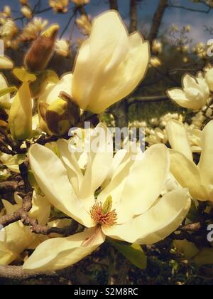 Close up of elizabethan magnolia fleurs sur un arbre, printemps, USA Banque D'Images