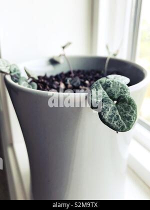 Des boutures sur une chaîne de coeurs de plus en plus, des plantes en pot. Banque D'Images