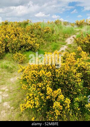 Martlesham, Suffolk, UK - 26 Avril 2019 : buissons d'ajoncs jaune vif sur un chemin de randonnée. Banque D'Images