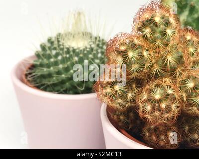 Cactus du désert - Plantes d'intérieur - libre Banque D'Images