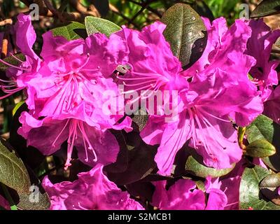 Belle rose du printemps d'azalées en fleurs poussant dans le jardin. Banque D'Images