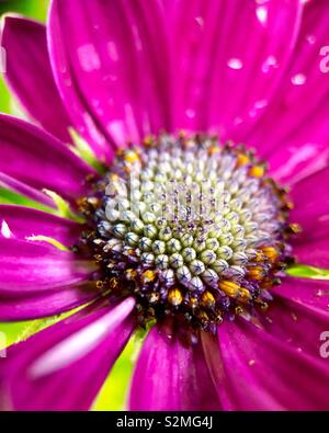 Daisy africains après la pluie. Banque D'Images