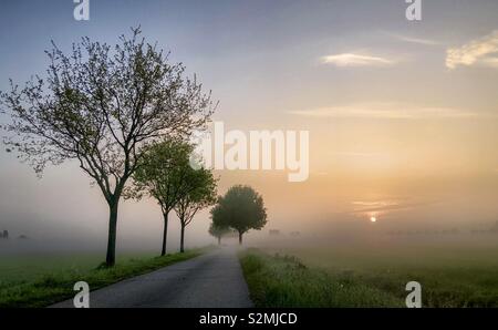 Lever tôt le matin en donnant une lueur dorée dans la matinée sur l'humide frais vert prairie et l'arbre verso country road Banque D'Images