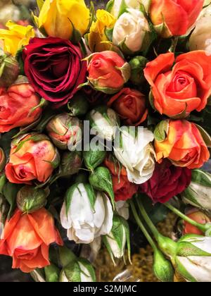 Châssis complet d'un bouquet de fleurs de printemps frais parfaite rose, blanc, rouge, orange et roses et boutons de rose. Banque D'Images