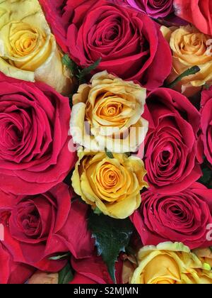 Gros plan plein cadre d'un bouquet de roses rouges et jaunes en pleine floraison. Banque D'Images