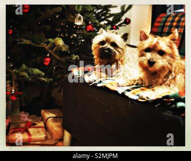 Deux Terriers Cairn assis sur un tapis en tartan en face de l'arbre de Noël et des cadeaux. Banque D'Images