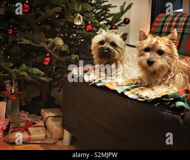 Deux Terriers Cairn tartan assis sur un tapis devant un arbre de Noël et cadeaux. Banque D'Images