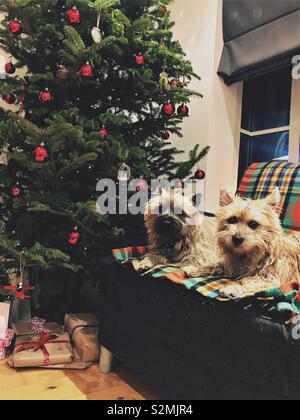 Deux Terriers Cairn tartan assis sur un tapis devant un arbre de Noël et cadeaux. Banque D'Images