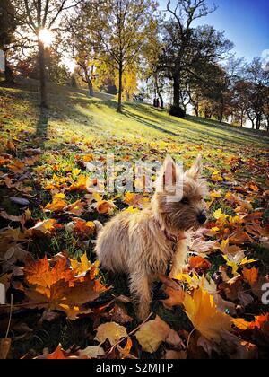 Joli chiot Cairn Terrier entre les feuilles d'automne sur une journée ensoleillée dans le parc Kelvingrove Glasgow. Banque D'Images