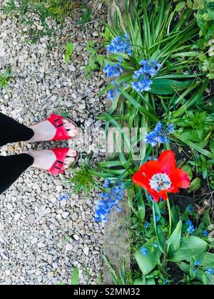 Passage libre des pieds en sandales et tulip Banque D'Images