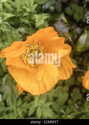 La belle fleur jaune/orange de Meconopsis Cambrica, également connu sous le nom de Welsh Poppy. Largement distribuée en Europe, il est aussi la base du logo de la parti politique gallois Plaid Cymru. Banque D'Images