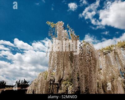 Glycine de Chine (Wisteria sinensis var. albiflora) sur blossom contre ciel bleu avec des Nuages (Cumulus) Banque D'Images