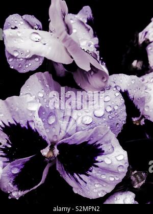 Macro close-up de gouttelettes d'eau / gouttes de rosée sur le lilas et violet pensées après la pluie, désaturées. Banque D'Images