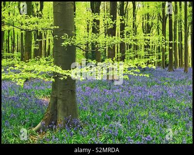 Une vue emblématique d'une scène à l'Anglaise au printemps - un bois Bluebell, contenant des Hyacinthodes Non-Scripta. Ce sont les nations unies fleurs préférées. Crédits photos - © COLIN HOSKINS. Banque D'Images