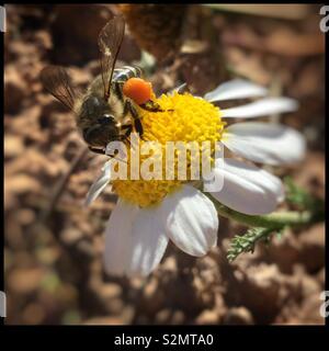 Abeille à miel avec du pollen plein sacs sur une marguerite, Catalogne, Espagne. Banque D'Images
