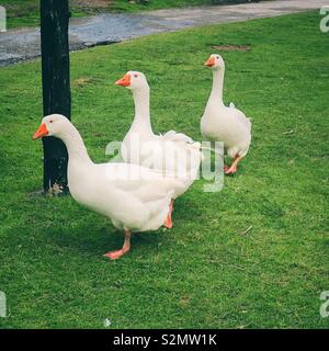 Trois oies blanches à marcher ensemble sur l'herbe Banque D'Images