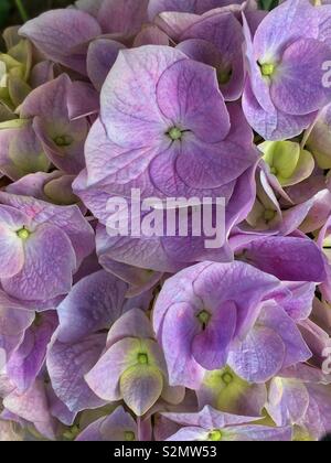 Bouquet de fleurs hortensia violet parfait en pleine floraison. Banque D'Images