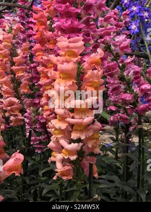 La forêt épaisse de belle rose rouge et orange fleurs snapdragon en pleine floraison. Banque D'Images