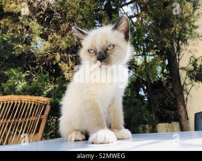 Chaton Ragdoll Banque D'Images