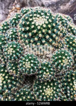 Le livre vert Mammillaria cactus, un succulent plante du désert. Banque D'Images