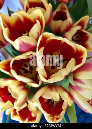 Belles tulipes rouges et jaunes vus du dessus montrant étamines et stigmatisation Banque D'Images