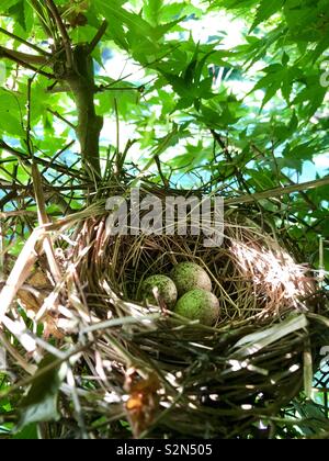 Cardinal's bird nest en érable japonais avec trois œufs tachetés Banque D'Images