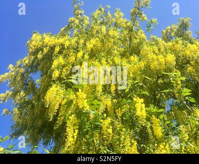 Fleurs fleurs jaunes sur saule pleureur Banque D'Images