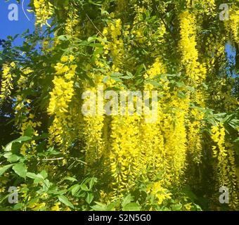 Saule pleureur arbre à fleurs jaunes Banque D'Images