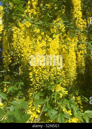 Saule pleureur arbre avec fleurs fleurs jaunes Banque D'Images