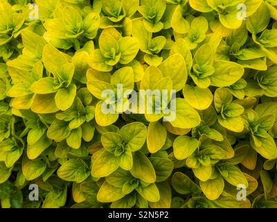 Feuilles fraîches de jardin herb Golden de l'origan ou Marjolaine (Origanum vulgare 'Aureum '). Banque D'Images