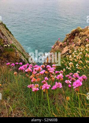 Les roses de mer ou Thrift Armeria maritima (), croissant sur les falaises de Dale, West Wales, mai. Banque D'Images