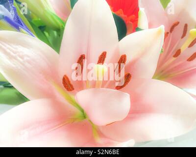 Vue rapprochée d'un arrangement de fleurs rose clair avec des lys rouge-orange les Gerberas et iris. Banque D'Images