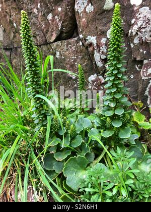 Penny, millepertuis ou navelwort de plus en plus sur la côte, dans l'ouest du pays de Galles. Banque D'Images