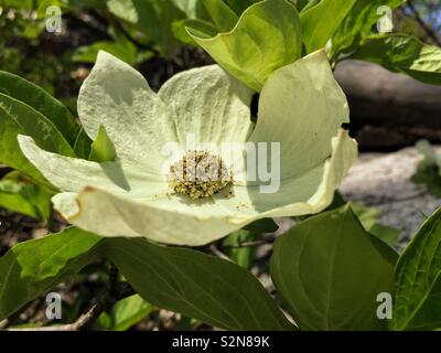 Pacific fleur de cornouiller (Cornus nuttallii) Banque D'Images