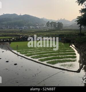 Rizières à Dong Van Ha Giang disctrict nord du Vietnam Banque D'Images